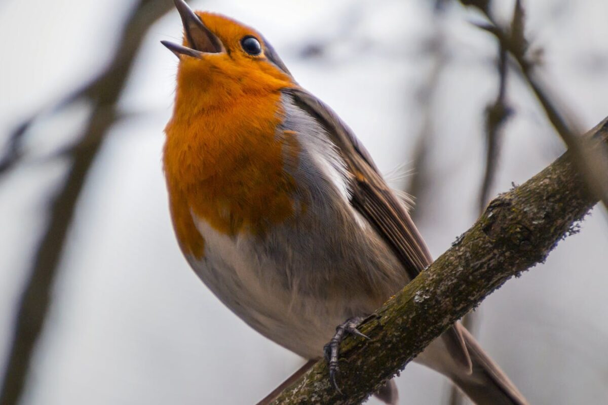 Rouge-gorge chantant sur une branche au printemps, symbole des bienfaits du chant des oiseaux sur le bien-être mental