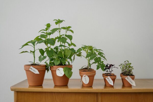 Mains plongées dans la terre d un jardin therapeutique avec jeunes plants verts