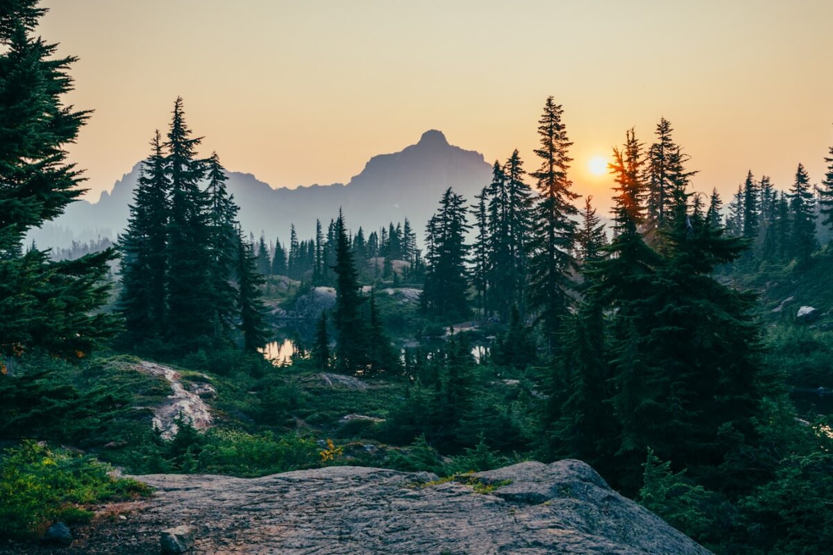 Forêt apaisante reconnexion à la nature