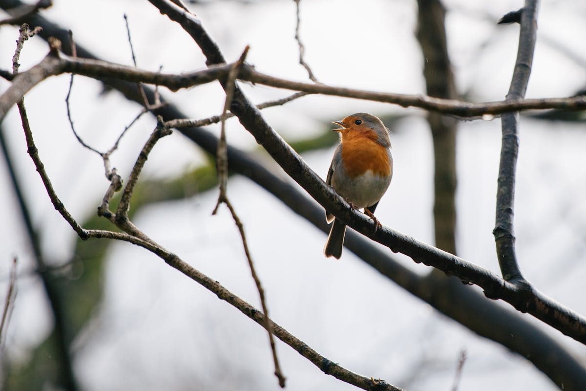 Petit oiseau chanteur perché sur une branche au matin, illustration de l ornithérapie